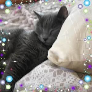 Meet your Posher, Dawn